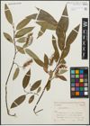 Foto von Salix pentandra L.